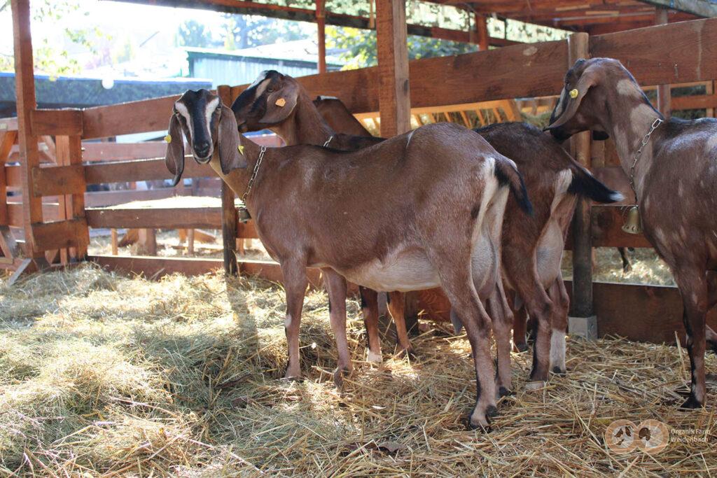 Grup Anglo Nubier Organik Farm