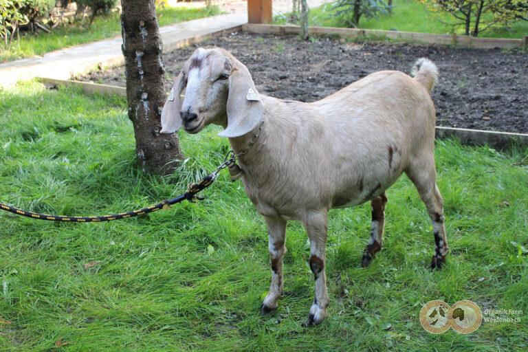 ELAN`S BARKALA
