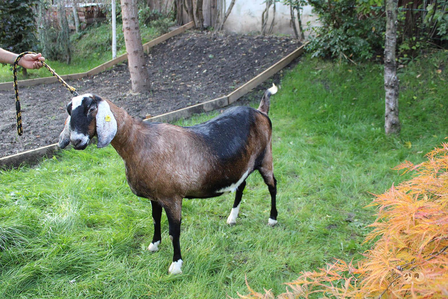 Anglo Nubier Josephina Organik Farm