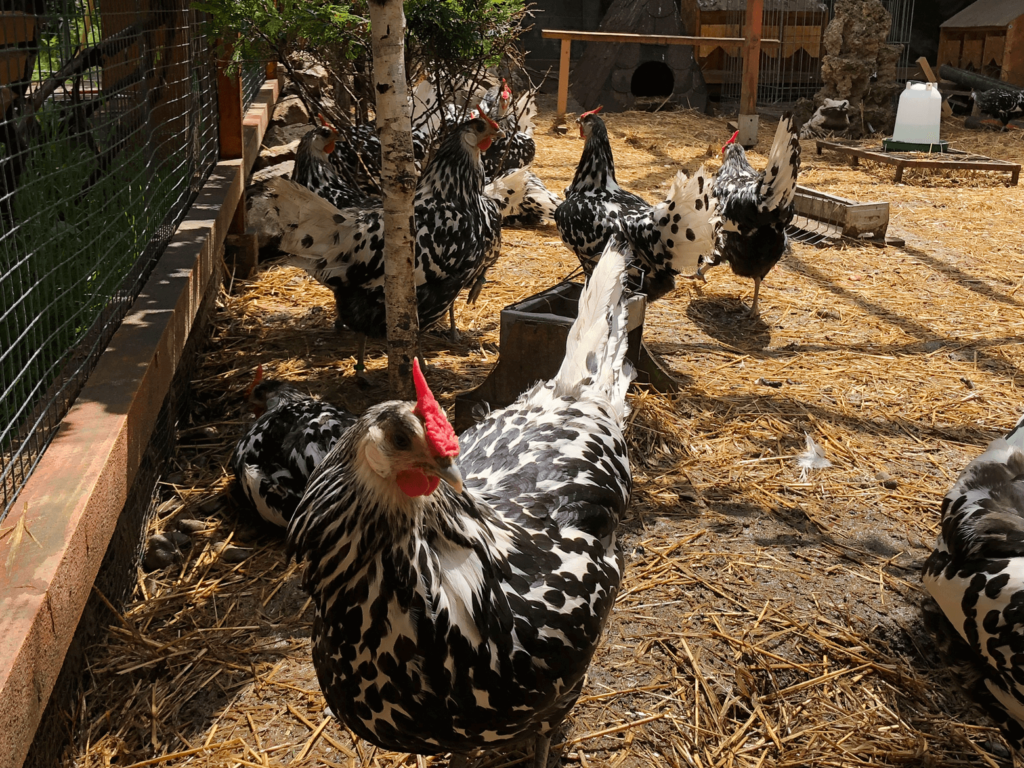 pasari exotice de curte Organik Farm