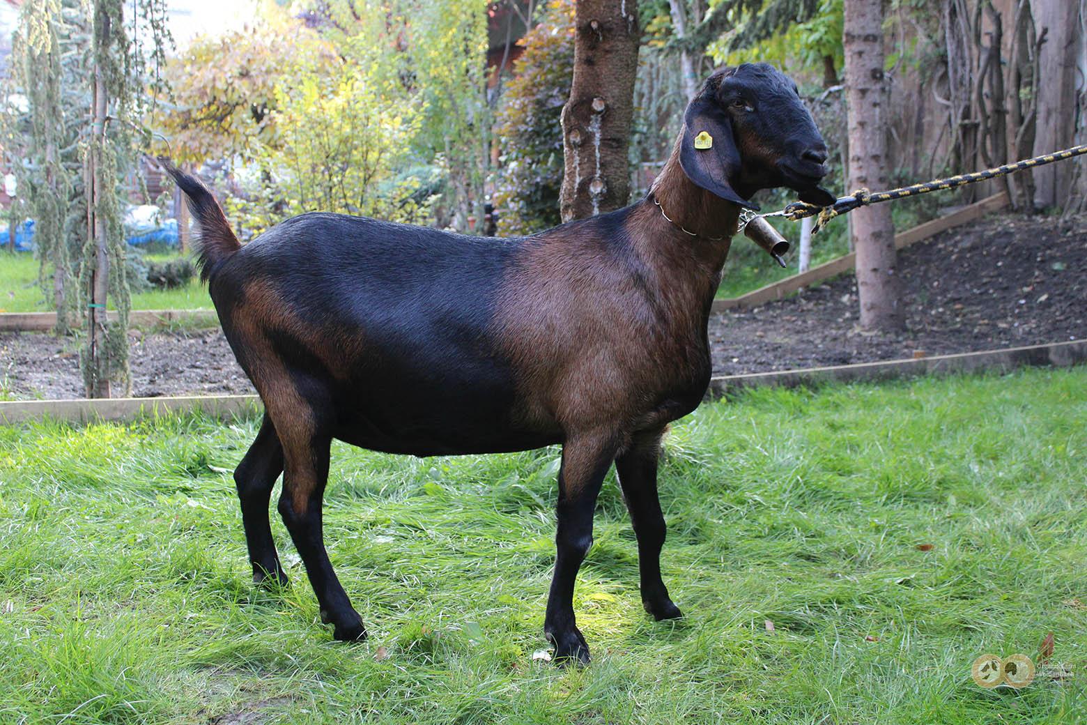 Anglo Nubier Sabine Organik Farm