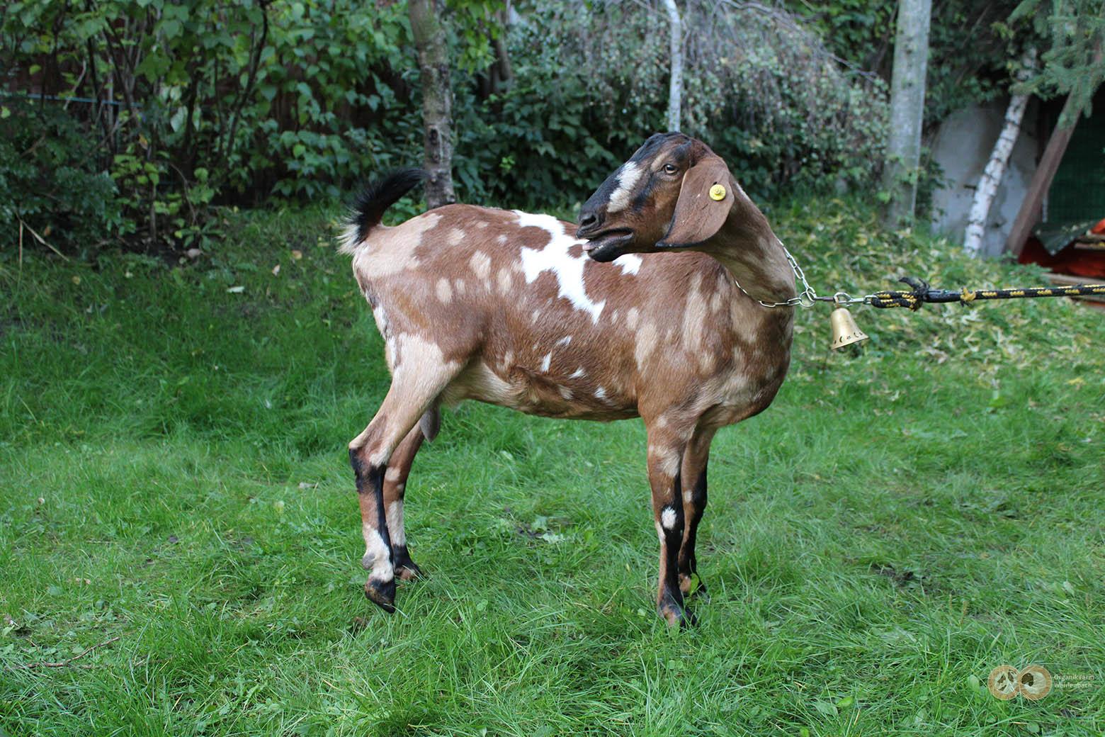 Anglo Nubier Yvone Organik Farm