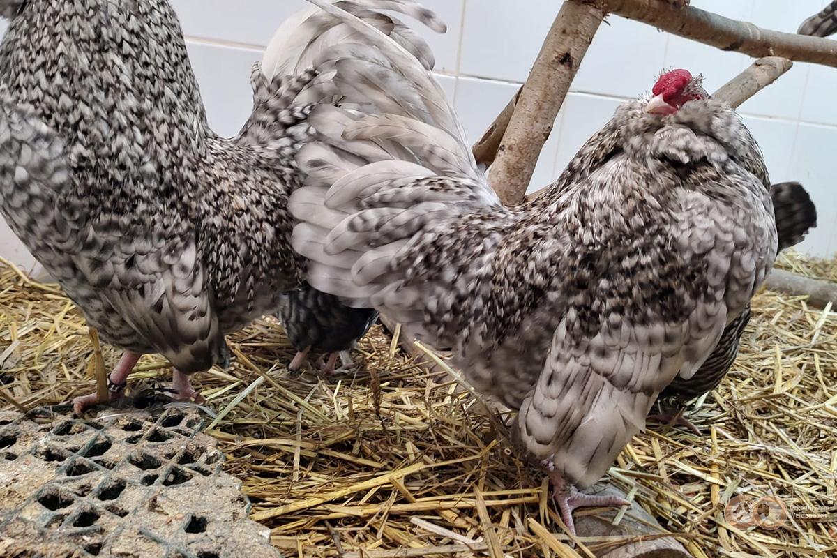 gaina12