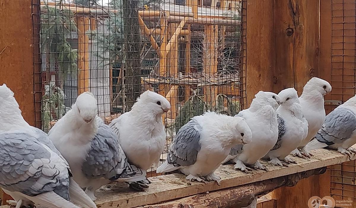 porumbel5